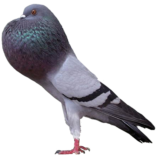 Horseman Pouter Pigeon